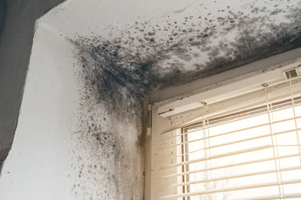 Affordable Basement Mold Removal solutions in Dublin, GA